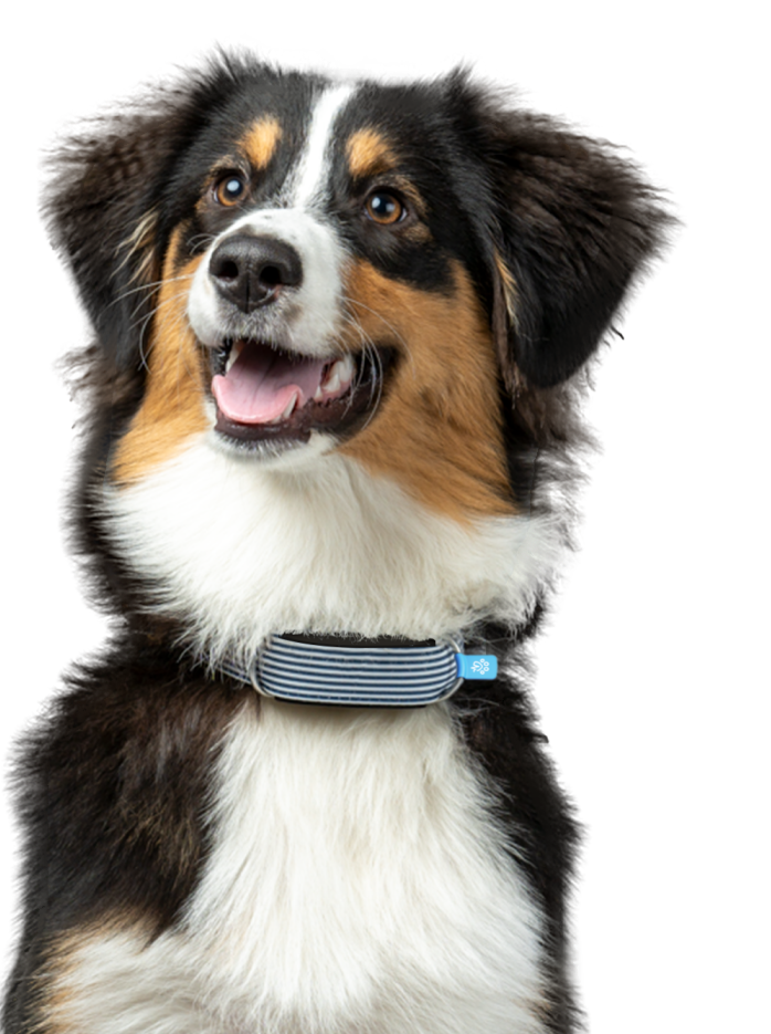 INVOXIA LWT6 VERSÃO CÃO - 1 ANO INCLUIDO